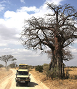 Bien choisir l’organisateur du safari en Tanzanie