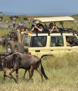 Safari en Tanzanie : la nature à portée de main